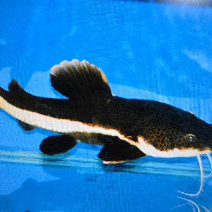 Red tail catfish 5-6cm