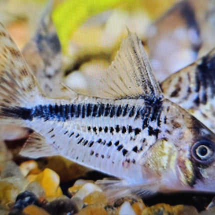 Corydoras Loxozonus 3cm