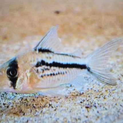 Corydoras axelrodi 3cm