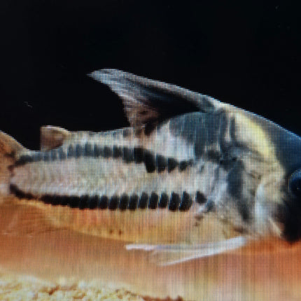 Corydoras cw127 4cm