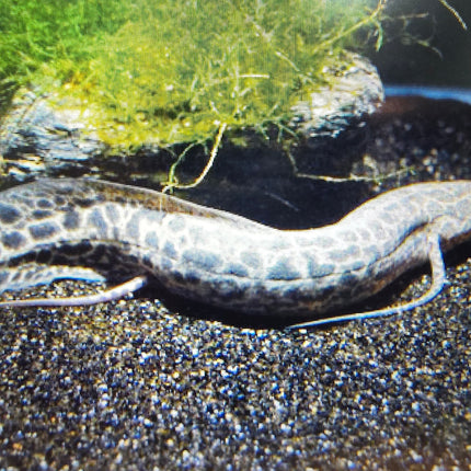 Marbled lungfish 25-35cm