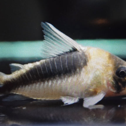 Corydoras cw106 4cm