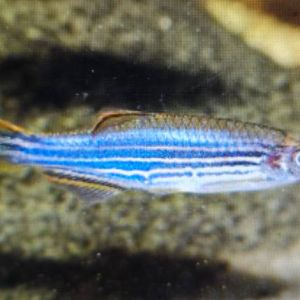 Kyathit danio 3cm