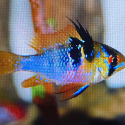 Holland Ramirezi 3cm