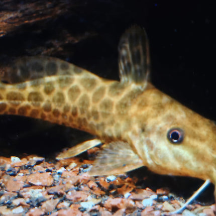 Giraffe catfish 8-10cm