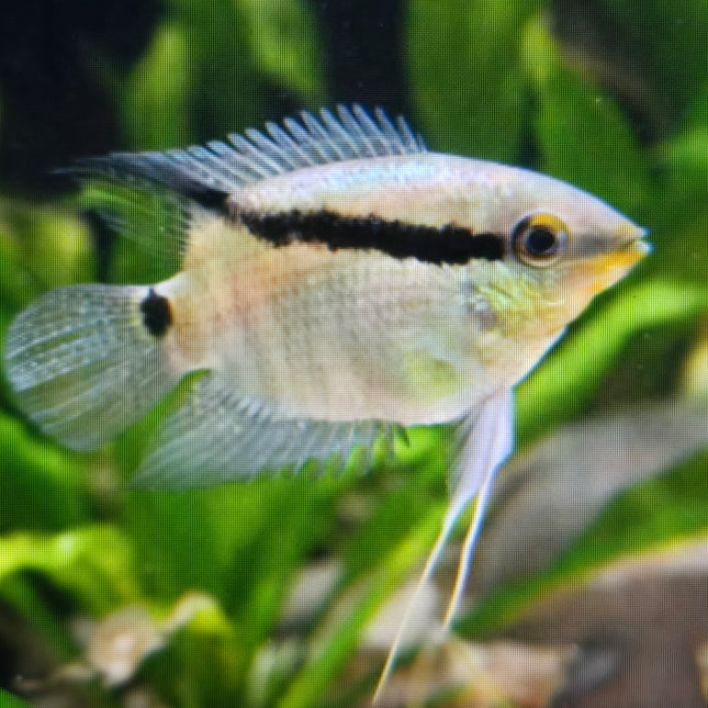 Festivum cichlid 4-5cm