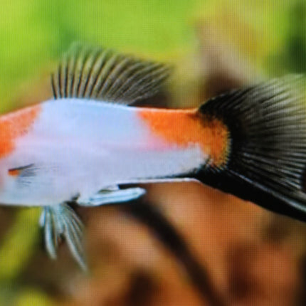Koi wagtail swordtail 3-4cm