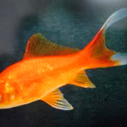 Red comet goldfish
