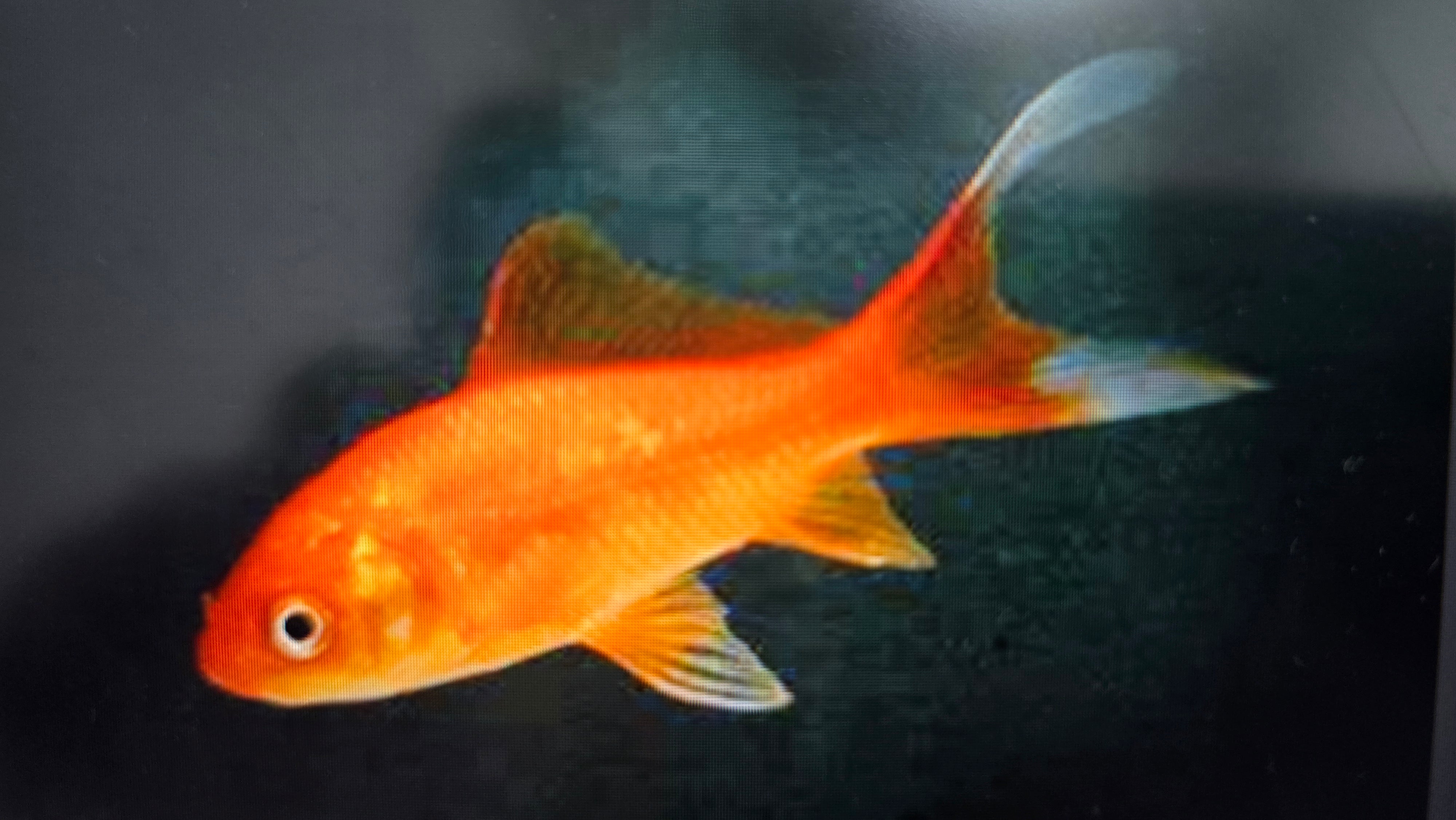 Rocket Goldfish Red comet goldfish – Fishlist by Desmond Lim