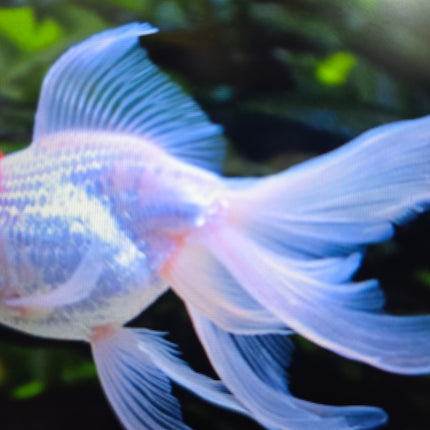 Red cap Oranda Goldfish