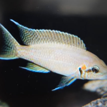 Lamprologus brichardi cichlid 4cm