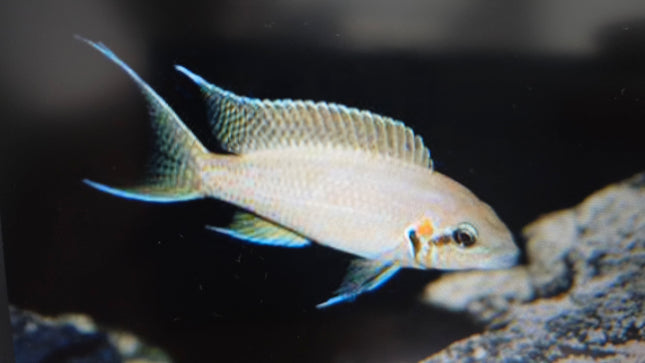 Lamprologus brichardi cichlid 4cm