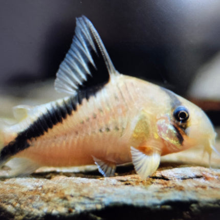 Corydoras melini 4cm