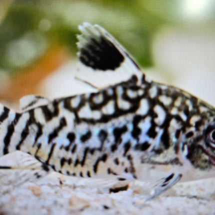 Corydoras reticulatus 4cm