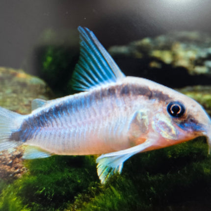 Corydoras arcuatus 3-4cm