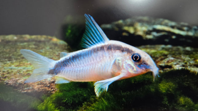 Corydoras arcuatus 3-4cm