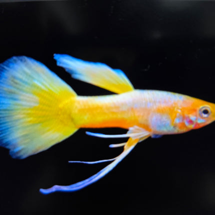 Yellow ribbon guppy pairs