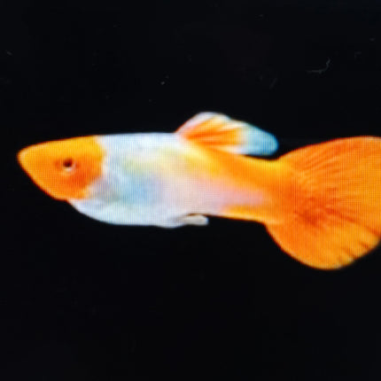 Golden koi guppy male 3cm