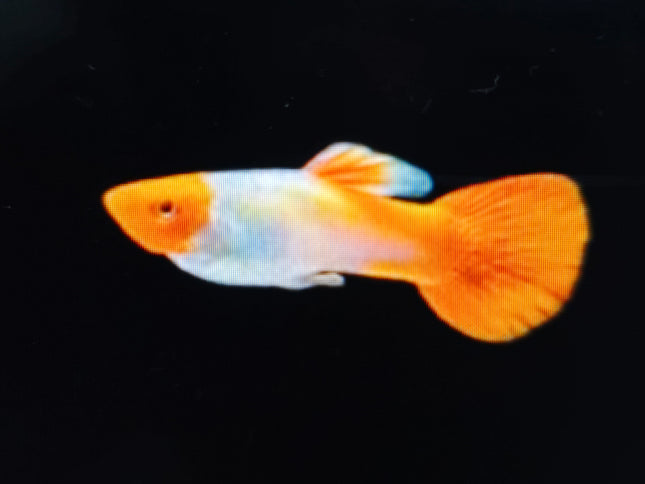 Golden koi guppy male 3cm