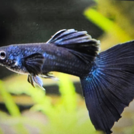 Black moscow guppy 3cm pair