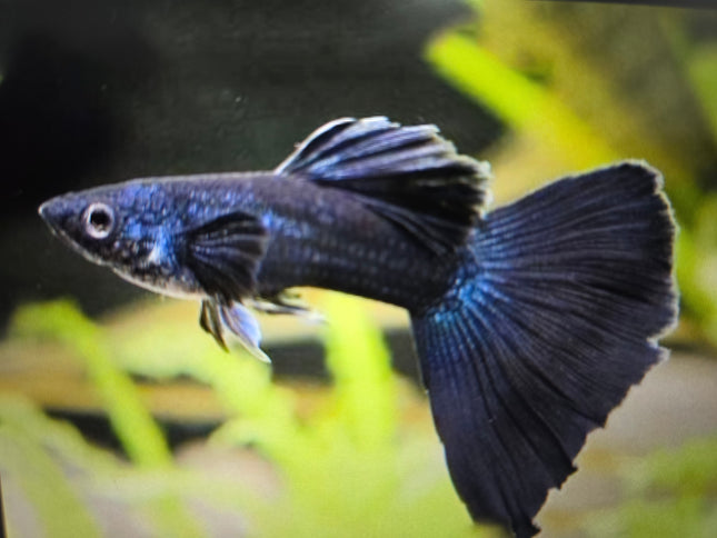 Black moscow guppy 3cm pair