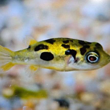 Pea puffer 0.8-1.5cm