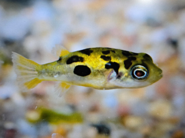 Pea puffer 0.8-1.5cm