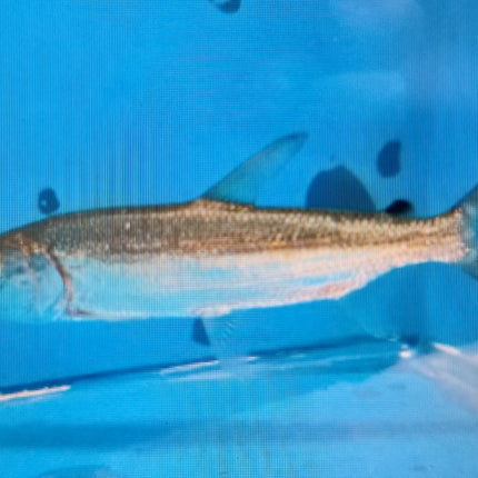 Goliath tigerfish 8-10cm
