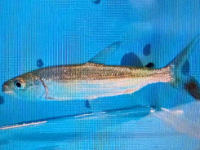 Goliath tigerfish 8-10cm