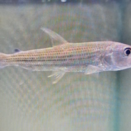 Vittatus tigerfish 8-10cm