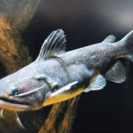 Gulper catfish 6-8cm