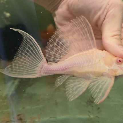 Pleco shortbody albino sailfin 10-12cm