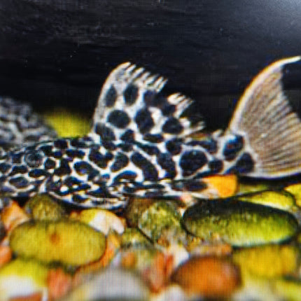 Pleco L114 leopard cactus 6-7cm