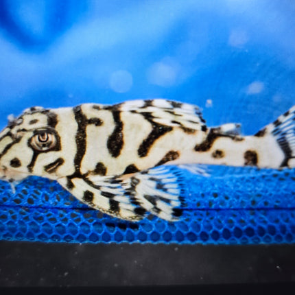 Pleco L236 super grade 3.5-4.5cm
