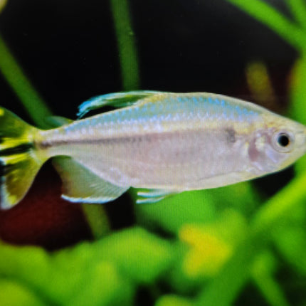 Yellow congo tetra 4-5cm