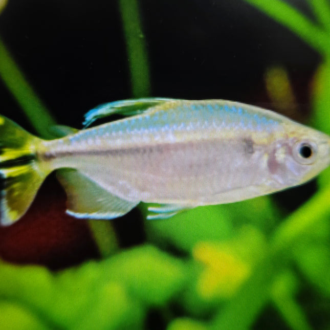 Yellow congo tetra 4-5cm