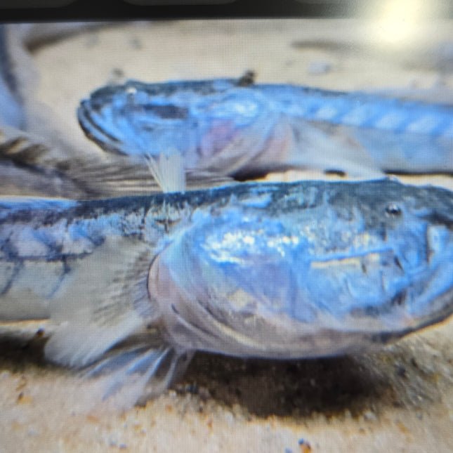 Violet goby 18-25cm