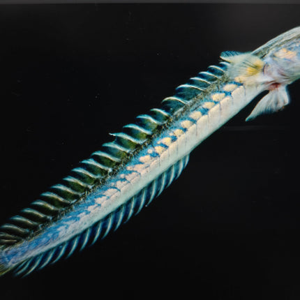 Violet goby 18-25cm