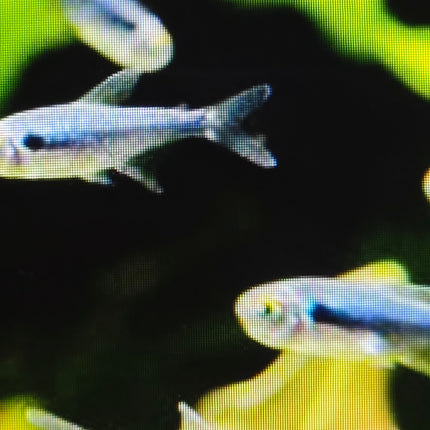 Diamond black neon tetra 3cm