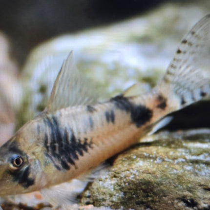 Corydoras Reynoldsi 3-4cm