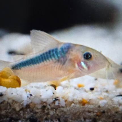 Corydoras rabauti 3-4cm