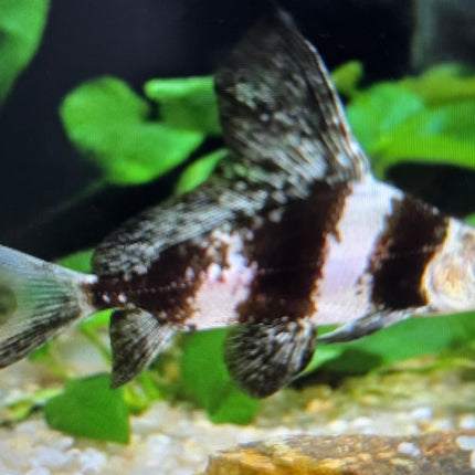 Chinese Hi fin loach 6-8cm