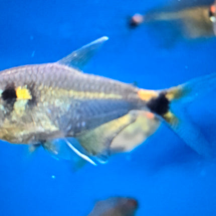 Head and tail light tetra 2.5cm
