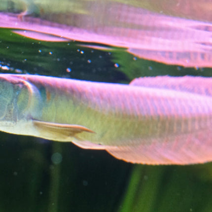 Silver arowana