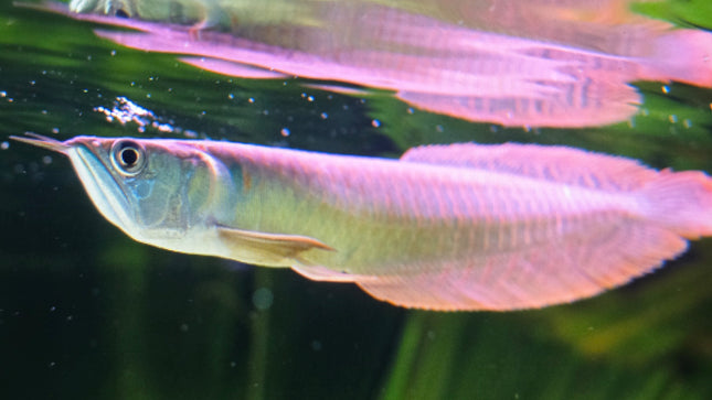 Silver arowana