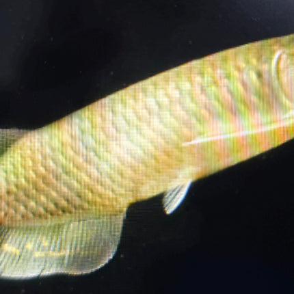 Pearl arowana 6-8cm