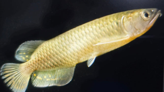 Pearl arowana 6-8cm
