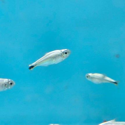 Gold tetra 1.5cm