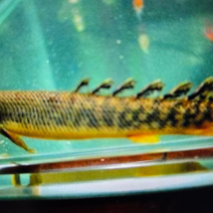 Polypterus palmas bichir 20-25cm