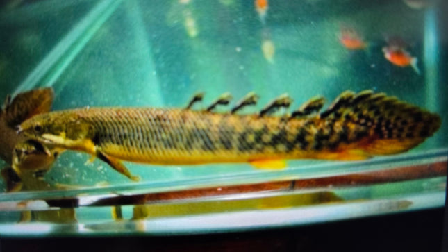 Polypterus palmas bichir 20-25cm